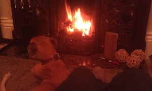 fire and dog